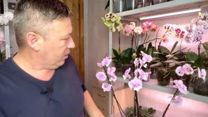 орхидеи с магазина цветущие ГОДАМИ НЕ ПЕРЕСАЖИВАЮ уход за орхидеями после покупки