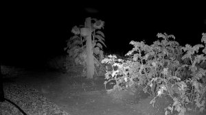 Земляная крыса?