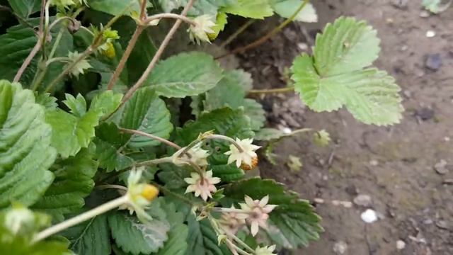 Земляника Александрия и Сентябрский сюрприз. Часть 2 смотреть онлайн