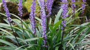 Лириопе мускари Роял Перпл. Краткий обзор, описание характеристик liriope muscari Royal Purple