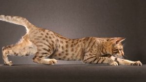 Домашний леопард. Кошка с дикой раскраской - оцикет.