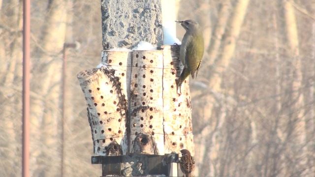 седой дятел, (Picus canus, gray-headed woodpecker) у нас в гостях смотреть онлайн