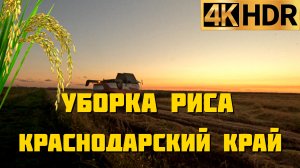 Уборка риса в Краснодарском крае