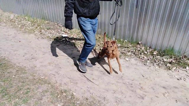 Ирландский терьер беснуется на поводке