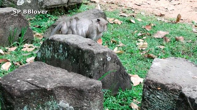 Brother Olive Has Short Time For Grooming By Popeye смотреть онлайн