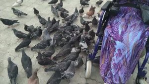 Куча мала из голубей. Подкармливаем птиц.