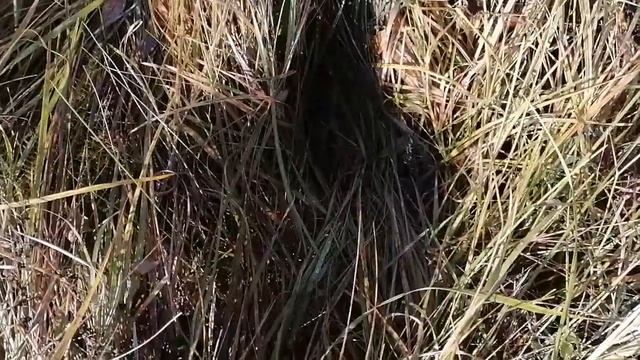 Кто напал на пасеку? смотреть онлайн