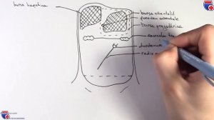 Производные брюшины -  этажи, сумки, карманы, каналы, сальниковое отверстие - meduniver.com