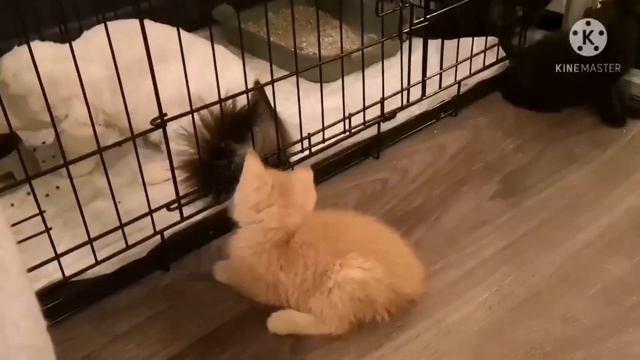 Детский сад у Лены: дичь, мышь, котята в шубах и сюрприз.