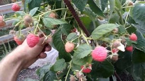 Малина Дельнива.НОВИНКА.