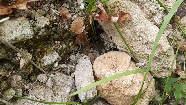 Думаете в Анапе не водятся кораллы? смотреть онлайн