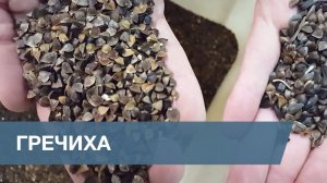 Сортировка Гречихи / Buckwheat Seeds Sorting