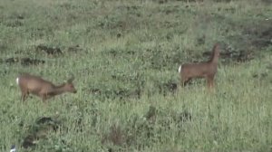 Охота на сибирскую косулю в Иркутской области