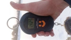 Налим на жерлицы