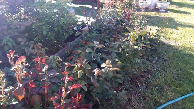 Что цветет в Подмосковье в середине июня. смотреть онлайн