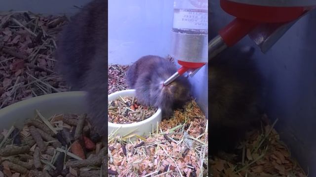 hermelin rabbit смотреть онлайн