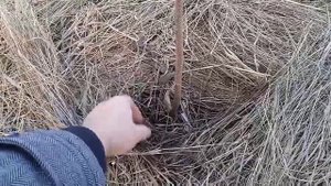 фундук сорт 4219