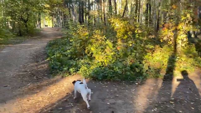 Джек Рассел / Прогулка по лесу 🍁 пробное видео 🐶 смотреть онлайн