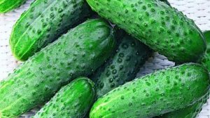 Семена Огурца Домашнее чудо купить+