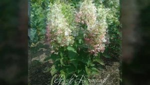 2019 Метельчатая Гортензия Pink Diamond(фото)