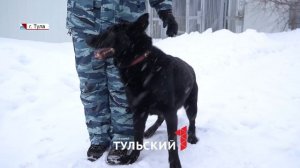 Как "сломать" характер собаки: инструкция от кинолога. Сюжет телеканала "Первый Тульский"