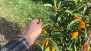 Kumquat (fortunella japonica/citrus japonica) taste test