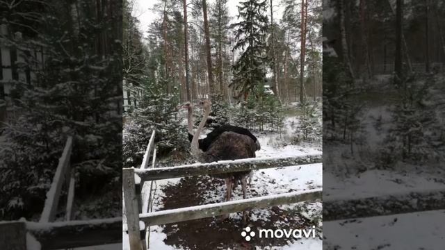 БЕЛОВЕЖСКАЯ ПУЩА. РЕЗИДЕНЦИЯ Деда МОРОЗА и СНЕГУРОЧКИ.  В дни новогодних каникул.