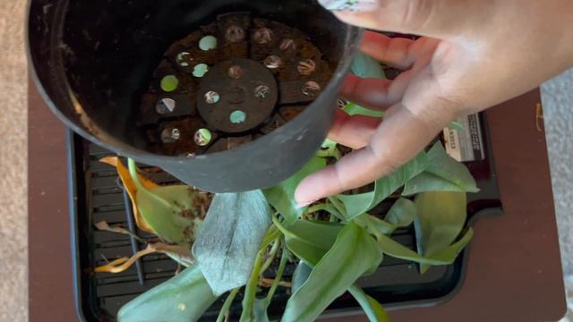 HOUSEPLANT UPDATES | continuing root rot. Treubii moonlight and raphidophora Tetrasperma смотреть онлайн