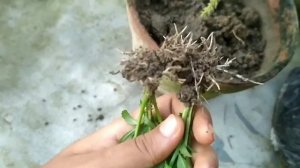 Grow marigold plant with cutting, easy and interesting way....,👍👍🙃🤗