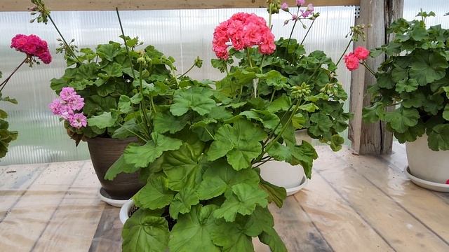 #550.Эффектная Lara Andre,подробное описание сорта! смотреть онлайн