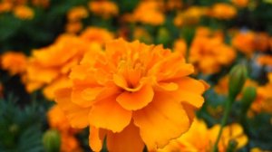 Осенние цветы, туман и солнце