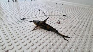 Yamaha FR21 с ходовым тентом