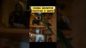 ? СНОВА молится попугай о мире! Исполняет автор,  Светлана Белякова.