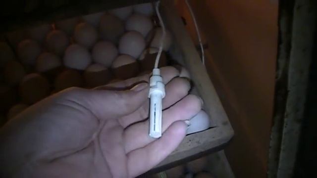 Как добиться 100% вывода цыплят, хитрости инкубации. смотреть онлайн