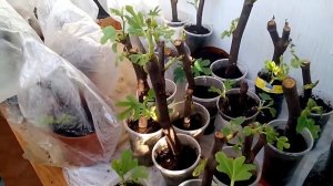 укоренение и посадка инжира