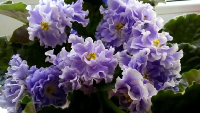 ПРОДАМ НАБОР ДЕТОК ФИАЛОК. смотреть онлайн