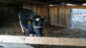 Итог выращивания 7-ми бычков. Затраты, прибыль.