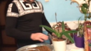 Посадка Венериного башмачка и дендробиума в закрытую систему с помощью грунта ZeoFlora.