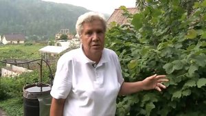 Голова садовая - Как вырастить фундук в Сибири