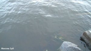 Подводная охота.Река Днепр. spearfishing