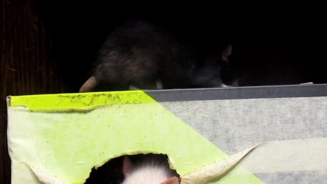 Онлайн vlog | Крысы стареют, а Росс офигевает! (Fancy Rats | Декоративные Крысы)