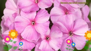 Флокс метельчатый Пинки Хилл. Краткий обзор, описание характеристик phlox paniculata Pinky Hill