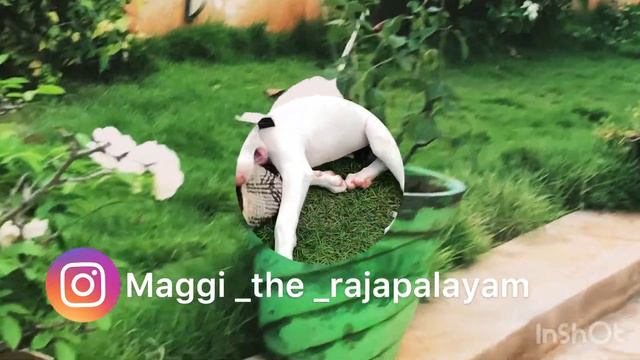 Maggi The Rajapalayam | infinite green tamil | смотреть онлайн