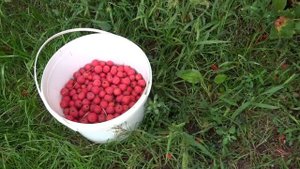 Боярышник. Как выглядит и как мы его собираем - август 2017 год Крым посёлок Гвардейское