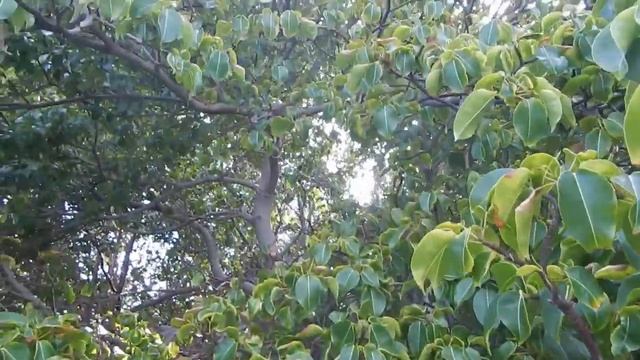 The Deadliest Tree - Manchineel! (Day 28 of 30) смотреть онлайн