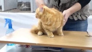 Рыжий Мейн Кун, котенку 4-е месяца, Породы кошек