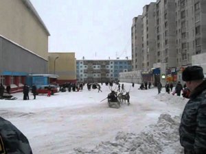 День оленевода в Воркуте, гонки на оленях. (04.11.10)