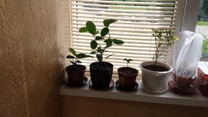 Пополнение коллекции лимон дженоа, новогрузинский и мейера.2017. г