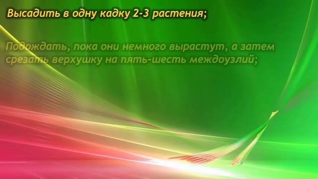 ШЕФФЛЕРА – как сформировать красивую крону!