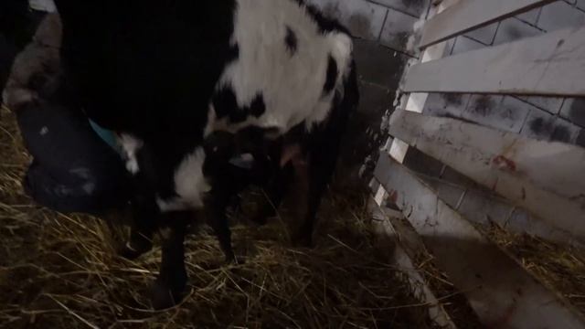 ТАЙНОЕ ПОПОЛНЕНИЕ В ХОЗЯЙСТВЕ. КОЗА НЕЗАМЕТНО РОДИЛА. ЖИЗНЬ В ДЕРЕВНЕ смотреть онлайн